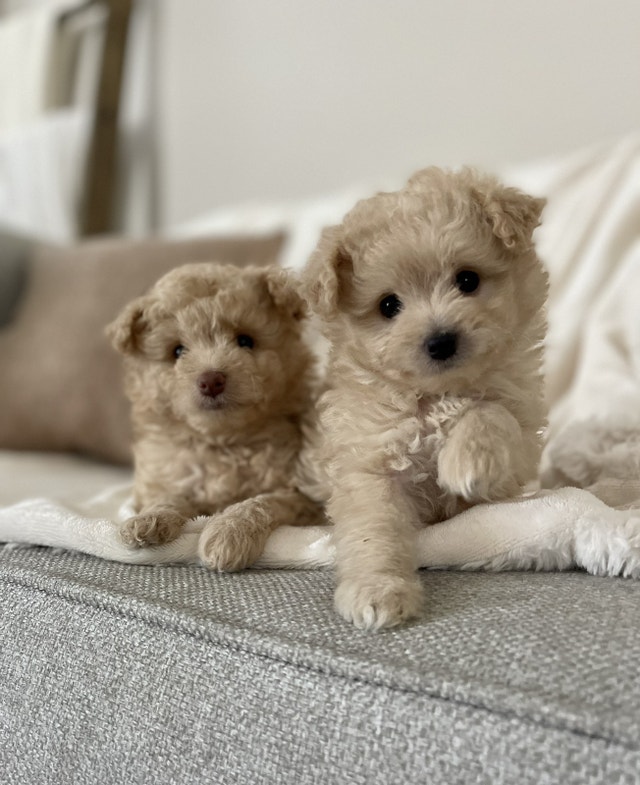 Miniature Pomeranian x Poodle ready to go Dogs & Puppies for