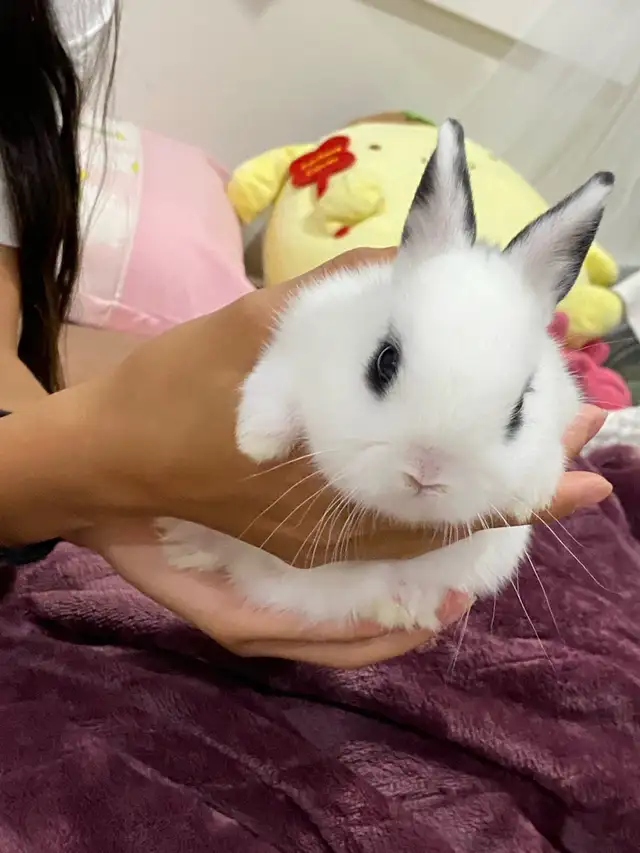 Netherland dwarf baby bunny in Small Animals for Rehoming in Delta/Surrey/Langley - Image 4
