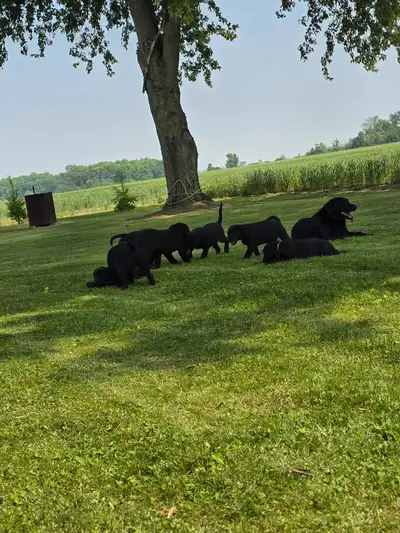 Pure Bred Black  Labs, View more