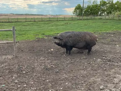Pig Mangalitsa-Duroc cross bore , View more