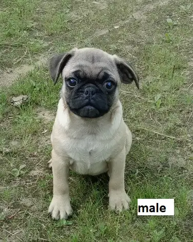 chiots pugs, View more