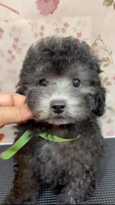 CKC registered grey tiny toy poodle , View more