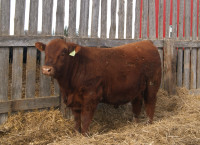 Purebred Red Angus Bulls  For Sale