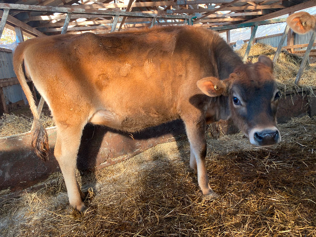 Jersey Heifers in Livestock in Summerside - Image 2