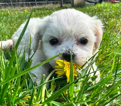 These cuddly Puppies are intelligent, affectionate companions raised right in our home This unique d...