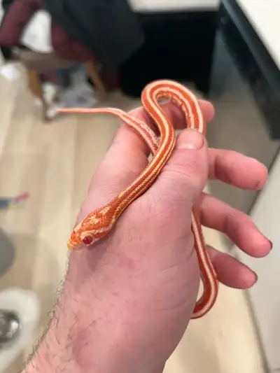 Female Amel Tessera poss het Anery Cinder Hypo Motley Cornsnake, a little over 2 years old, very fri...
