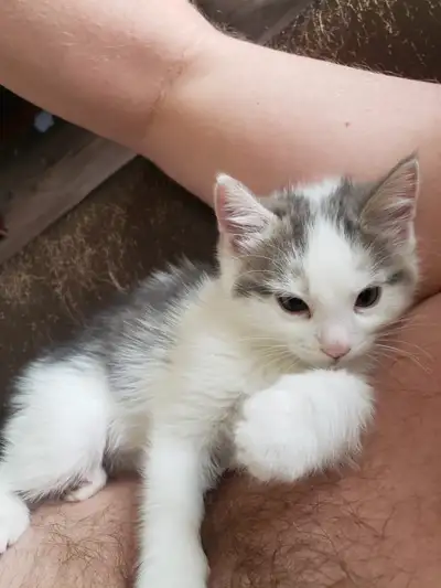 Kittens ready for their furever homes, View more