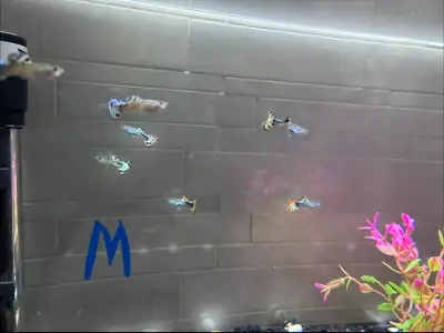 glowing guppy’s, View more