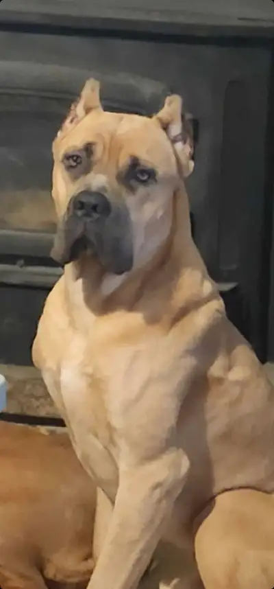 Cane Corso puppies coming soon .Both parents are European imports ,they have been raised with lots o...