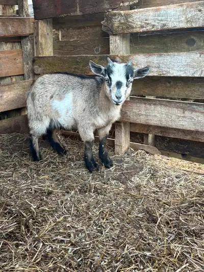 Petit mâle castré trois couleurs avec de magnifiques yeux bleus. A reçu son sélénium et est en parfa...