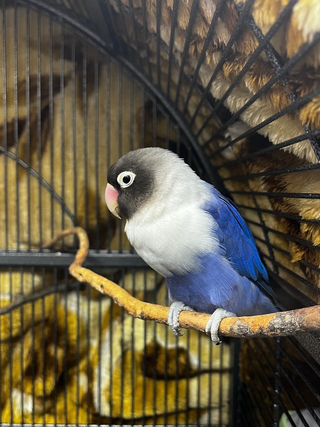 Fischer Lovebirds Birds for Rehoming Calgary Kijiji
