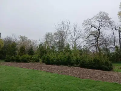 Upgrade the value of your property with some beautiful landscape and wind break,,trees. Please send...