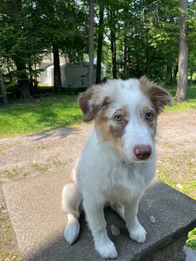 berger australien in Dogs & Puppies for Rehoming in Laval / North Shore - Image 5