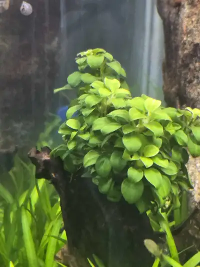 Anubias Nana Petite, View more