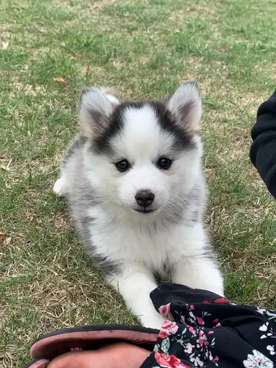 We have happy to announce our litter of pomsky that are almost ready to be rehomed! We have 1 girl a...