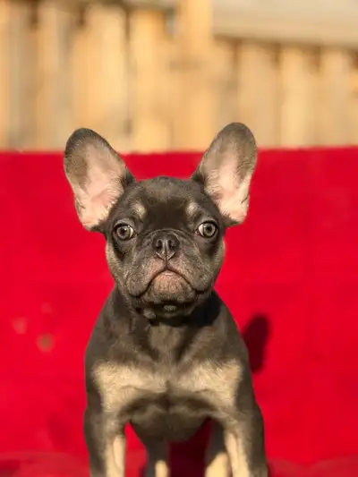 These adorable French Bulldog puppies are now ready to find their forever homes! These little fur ba...