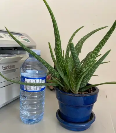 Aloe Vera Plant, View more