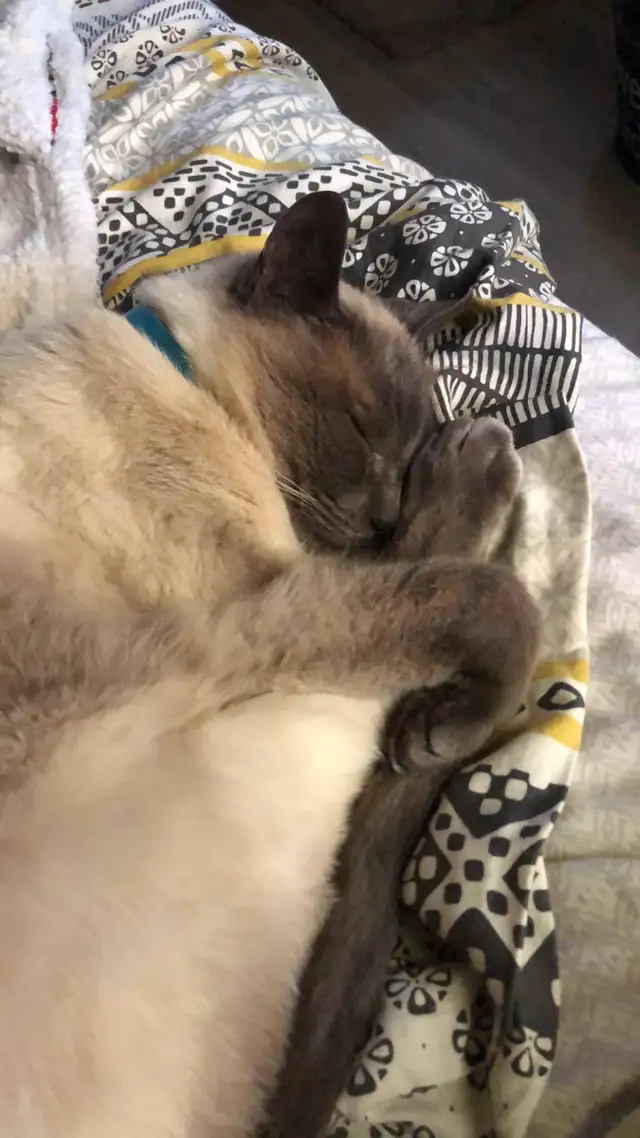 Chat ragdoll mix in Cats & Kittens for Rehoming in Lévis - Image 6