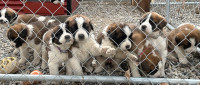 Sweet St Bernard Puppies