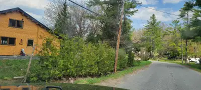 11 FT Eastern white cedar trees for sale. $135 per tree (includes delivery and installation of your...