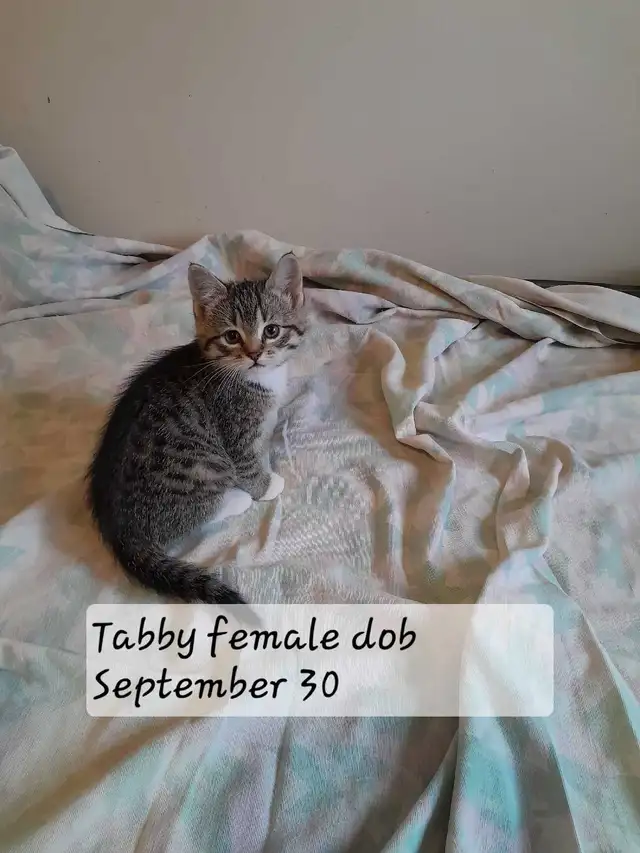 Maine coon mix in Cats & Kittens for Rehoming in North Bay - Image 2