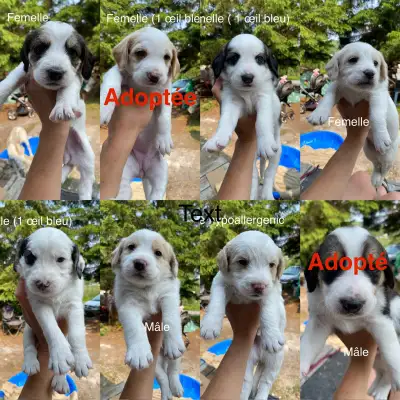 J'ai 8 adorables chiots croisés nés le 14 mai prêts à partir dans leur nouveau foyer le 14 juillet....