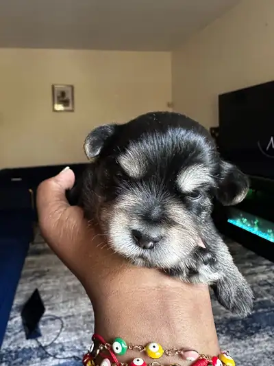 adorable puppies looking for forever homes, View more