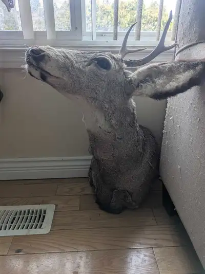 Authentic mounted deer head, View more