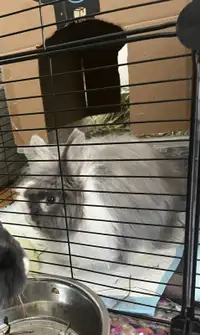 Beautiful Spayed bunny for rehoming