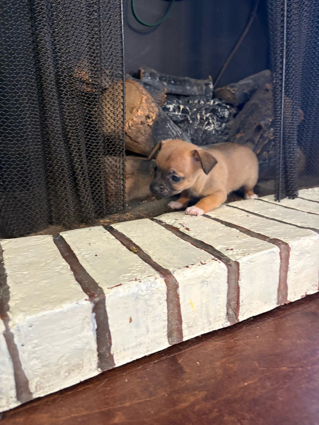 chihuahua mâle à vendre dans Chiens et chiots à adopter  à Sherbrooke - Image 4