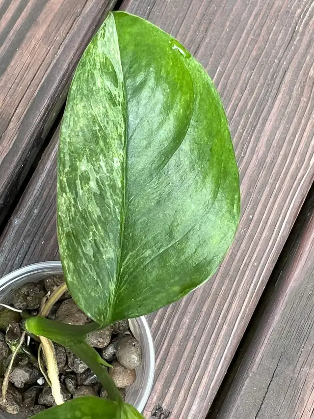 Monstera lechleriana variegated 62864746108290121