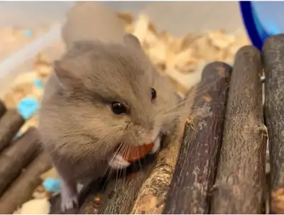 Small animal sitting and boarding, View more