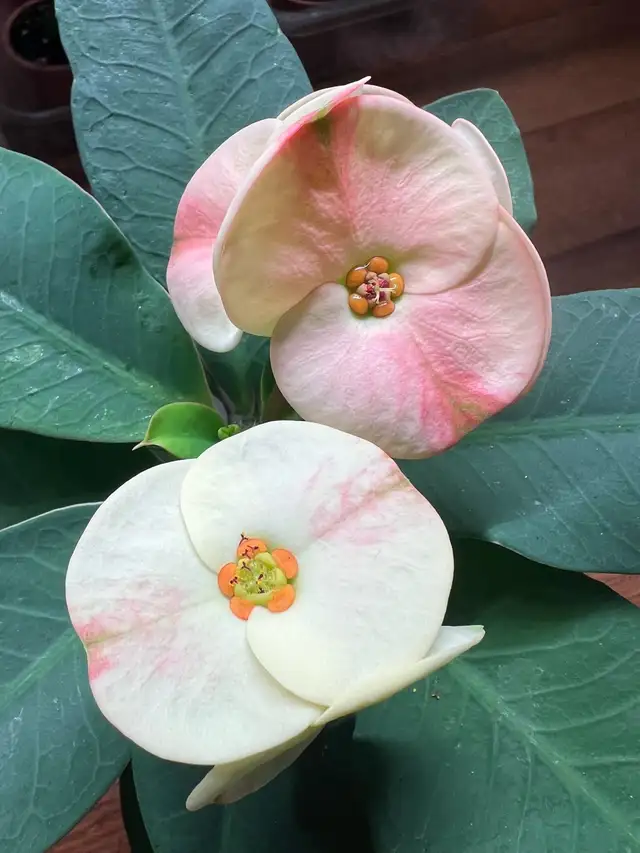 RareFind EasyCare HealthilyBeautifullyGrown QueenOfThornsONLY$45 in Plants, Fertilizer & Soil in Markham / York Region - Image 2