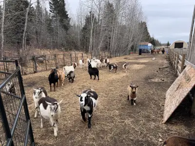 40+lb live weight asking 300 each. Have two available near wildwood Alberta Pending