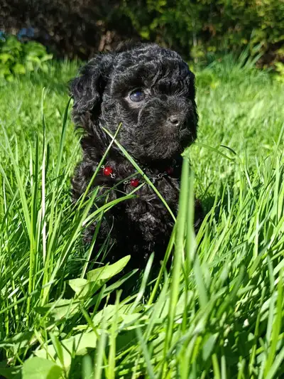 Mes petits chiens de Laine vous présentent les Doodles Australiens de Ravenna1/4 Berger Australien e...