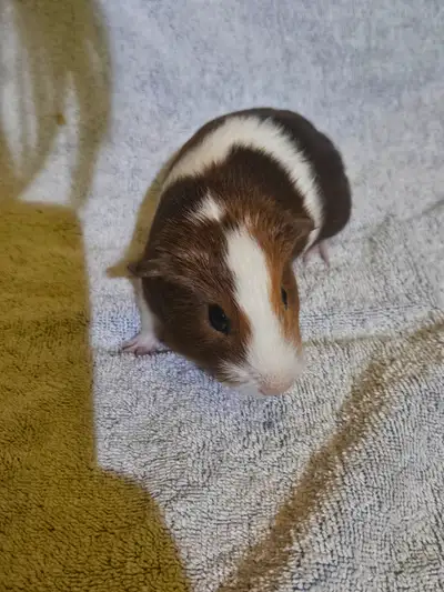 6 week old male guniea pigs looking for a new home. Handle daily by adults and children. Friendly an...