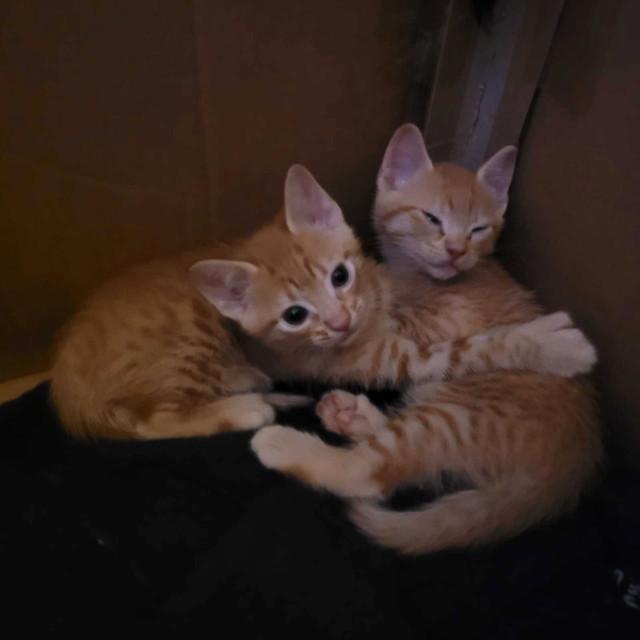 Orange polydactyl kittens looking for loving home in Cats & Kittens for Rehoming in Richmond