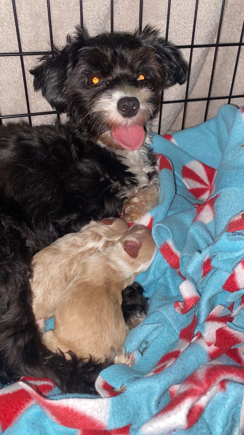 Toy poodle/ mini poodle puppies for sale Dogs & Puppies for Rehoming City of Toronto Kijiji