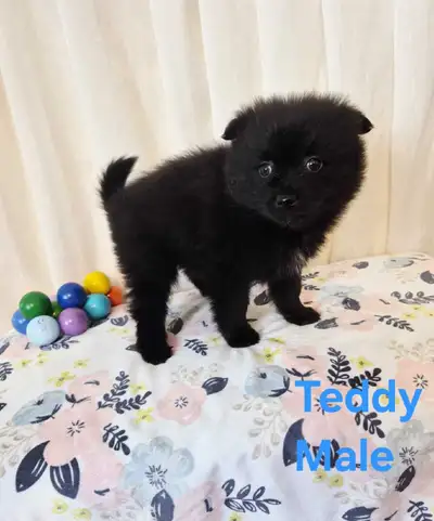 Pomeranian Puppies, View more