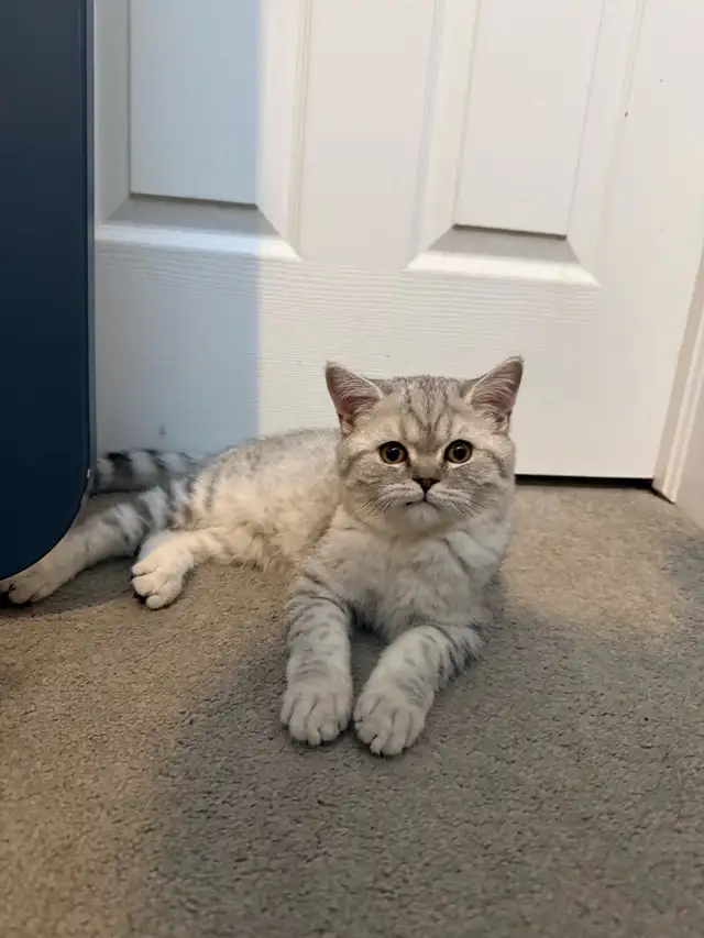 Cat sitter in Animal & Pet Services in Ottawa - Image 3