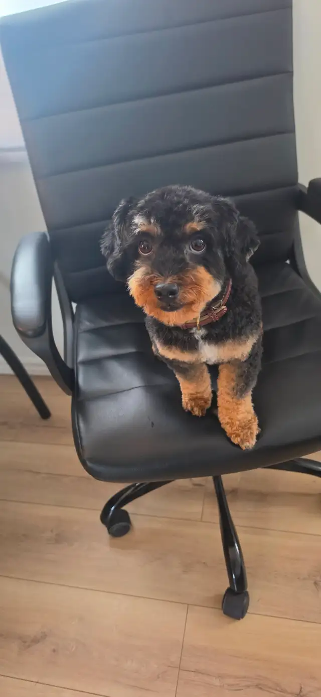 Caniche/poodle, male, couleur noir er feu 1400$ | Animal & Pet Services ...