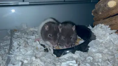 PETS NOT FEEDERS!! the waitlist for the nature litter is now open. these babies were born march 5th...
