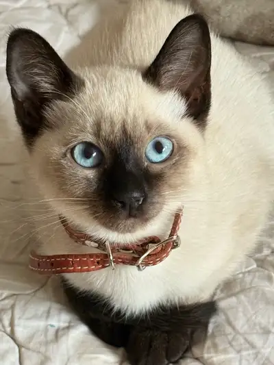 siamese kittens , View more