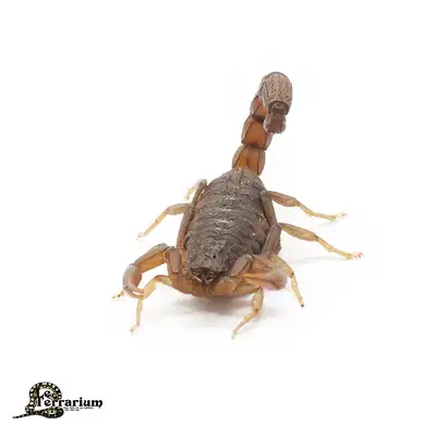 Androctonus togolensis - Scorpion à queue grasse du Togo, View more