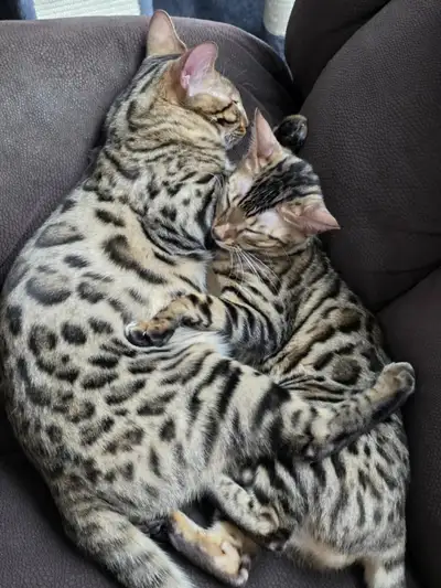 We have a stunning pair of Bengal cats available — one male and one female, both TICA certified and...