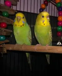 Selling budgie two females