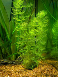 Hornwort   aquatic    plant