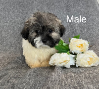3 months Shihpoo male