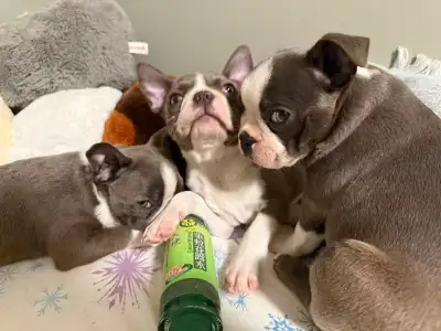 French bull & Boston Terrier puppies finding HOMES!!!, View more