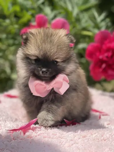 FEMALE POMERANIEN, View more